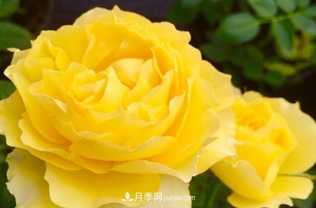 專屬12星座的月季花，你的星座是什么月季(圖7)