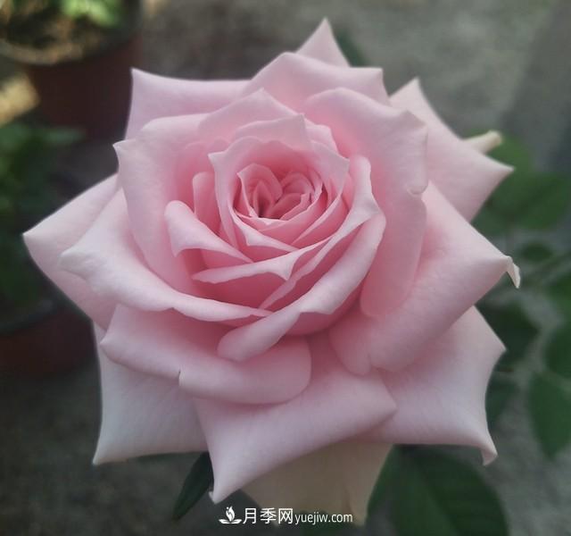 專屬12星座的月季花，你的星座是什么月季(圖13)