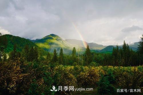 苗木要想反季節(jié)栽植，***重要的是這幾步(圖3)
