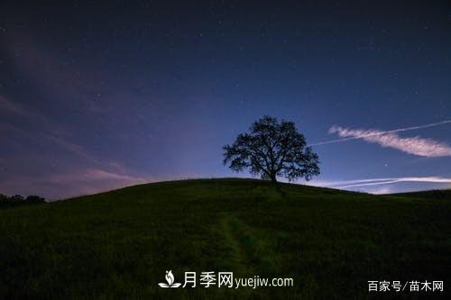 苗木要想反季節(jié)栽植，***重要的是這幾步(圖2)