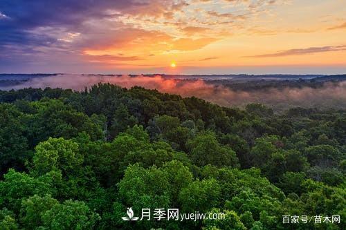 苗木要想反季節(jié)栽植，***重要的是這幾步(圖4)