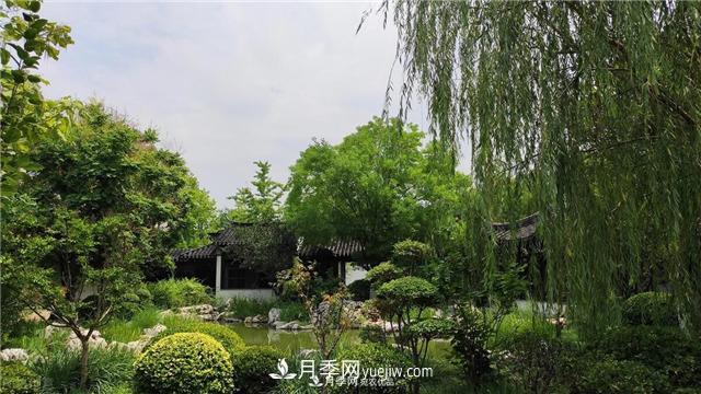 園林綠化樹(shù)苗木的培育技術(shù)，效益可觀！(圖3)