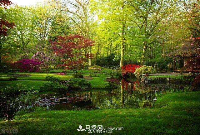 園林綠化樹(shù)苗木的培育技術(shù)，效益可觀！(圖5)