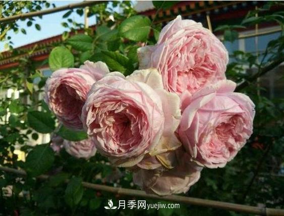 月季花到底有多少個品種？您家的月季好看嗎？(圖1)
