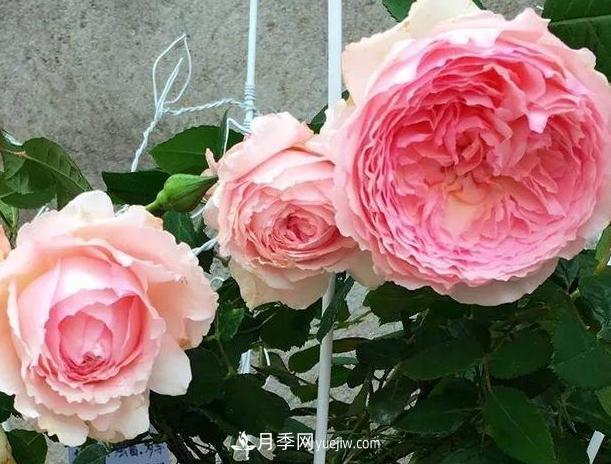 月季花到底有多少個品種？您家的月季好看嗎？(圖4)