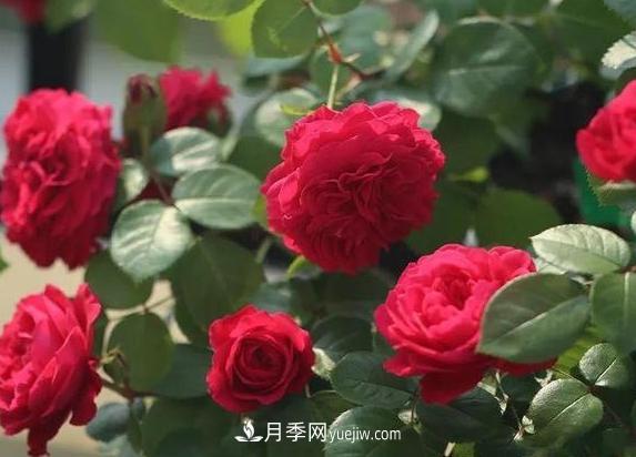 月季花到底有多少個品種？您家的月季好看嗎？(圖2)