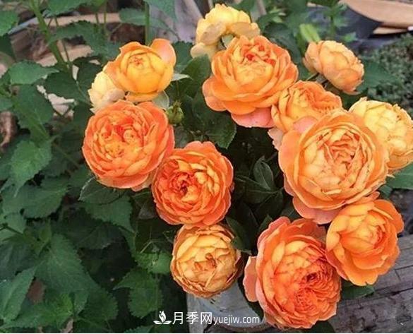 月季花到底有多少個品種？您家的月季好看嗎？(圖3)