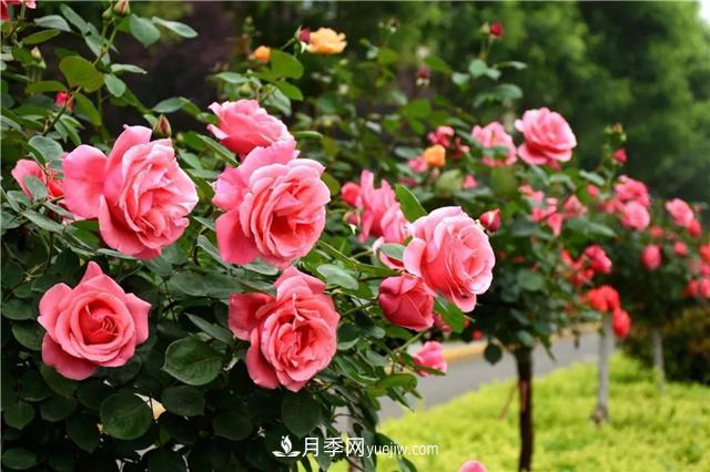 河北北京天津樹狀月季成風(fēng)景線，四季應(yīng)該怎么養(yǎng)護(hù)？(圖3)