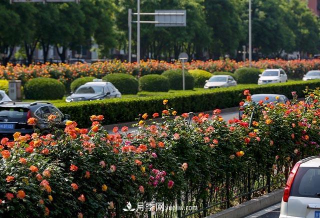 河北北京天津樹狀月季成風(fēng)景線，四季應(yīng)該怎么養(yǎng)護(hù)？(圖2)