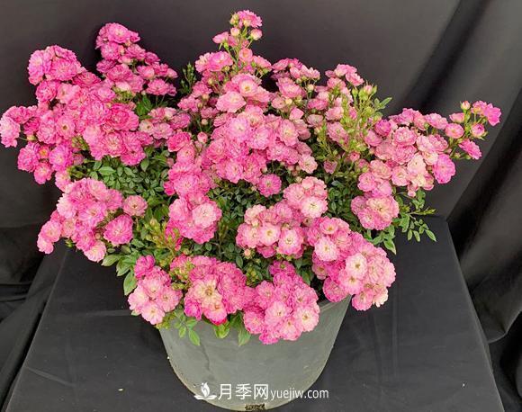 盆栽的月季要開花了！該追加什么肥？多久用一次效果更好？(圖1)