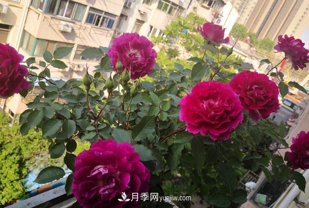 盆栽的月季要開花了！該追加什么肥？多久用一次效果更好？(圖2)