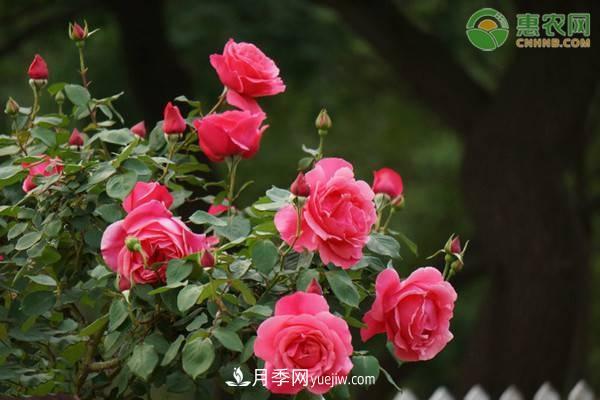 一年四季盛開的花是什么花？盤點(diǎn)十種四季都開花的花(圖1)