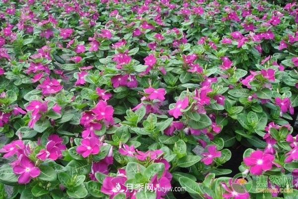 一年四季盛開的花是什么花？盤點(diǎn)十種四季都開花的花(圖3)