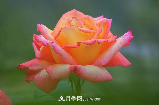 月季的花瓣有什么作用？月季花瓣的4大作用(圖2)