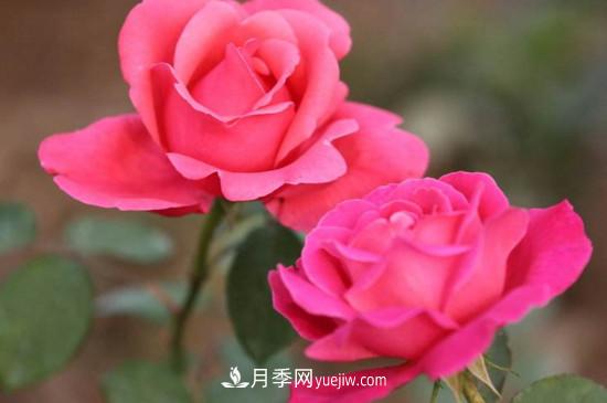 月季的花瓣有什么作用？月季花瓣的4大作用(圖4)
