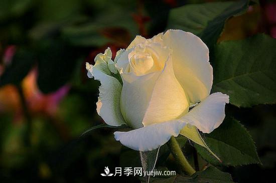 月季的花瓣有什么作用？月季花瓣的4大作用(圖3)