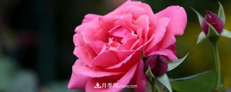 月季的花瓣有什么作用？月季花瓣的4大作用(圖1)