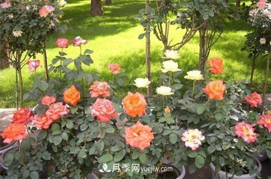 月季花什么時候開？南陽月季花期4～11月(圖1)