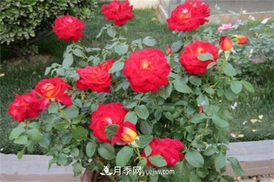 月季花什么時候開？南陽月季花期4～11月(圖2)
