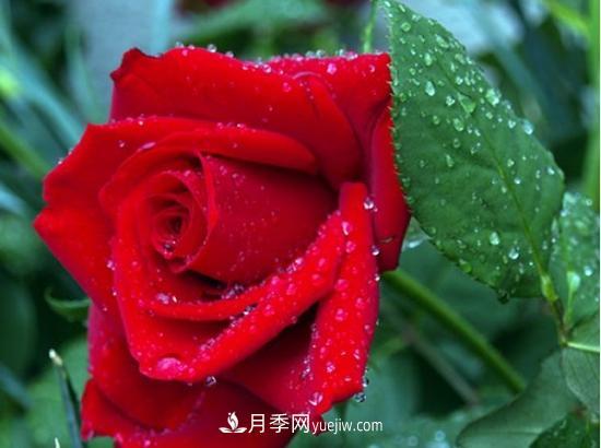 玫瑰花的繁殖方法：常用嫁接、扦插或壓條等方法繁殖(圖1)