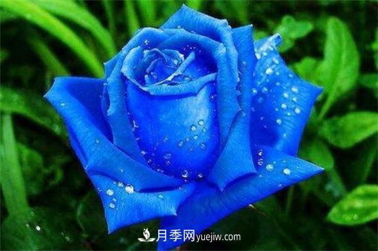 玫瑰品種有哪些？十大玫瑰花品種介紹(圖4)