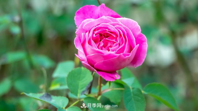 玫瑰花怎么養(yǎng)護(hù)？五步教你養(yǎng)好玫瑰花(圖1)