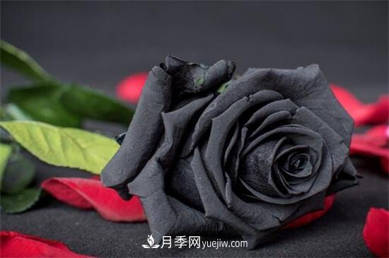 玫瑰花有哪些顏色？盤點十大常見玫瑰花顏色(圖4)