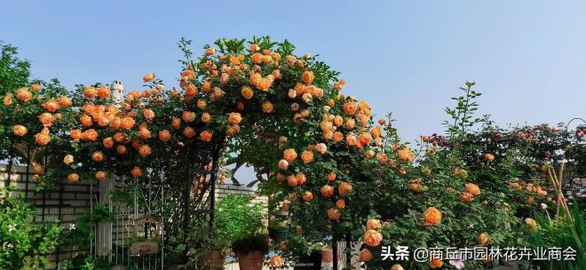 2020月季比美大賽！獲獎(jiǎng)大片欣賞！這大概是月季***美的打開方式了(圖5)