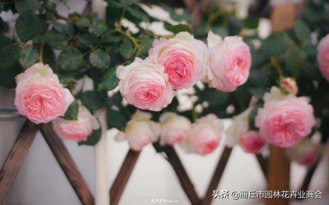 2020月季比美大賽！獲獎(jiǎng)大片欣賞！這大概是月季***美的打開方式了(圖9)