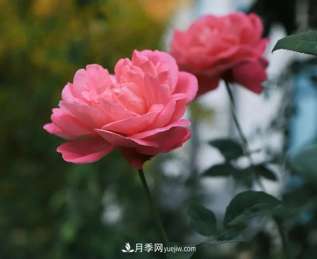 初冬，洛陽(yáng)師范學(xué)院留得月季獨(dú)艷(圖3)
