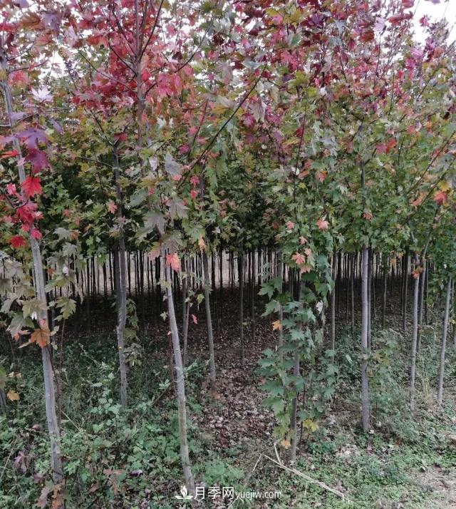 南陽苗木基地，紅楓和雞爪槭好區(qū)別嗎？(圖2)