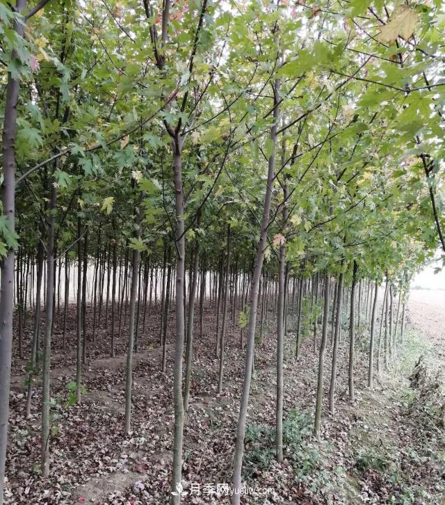 南陽苗木基地，紅楓和雞爪槭好區(qū)別嗎？(圖1)