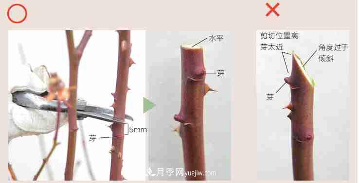 月季栽培養(yǎng)護(hù)指南，手把手教你冬季大花月季的修剪方法(圖3)