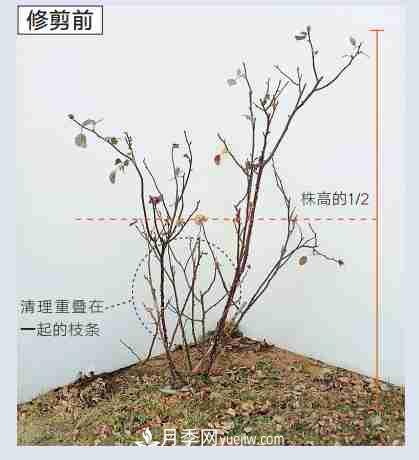 月季栽培養(yǎng)護(hù)指南，手把手教你冬季大花月季的修剪方法(圖4)