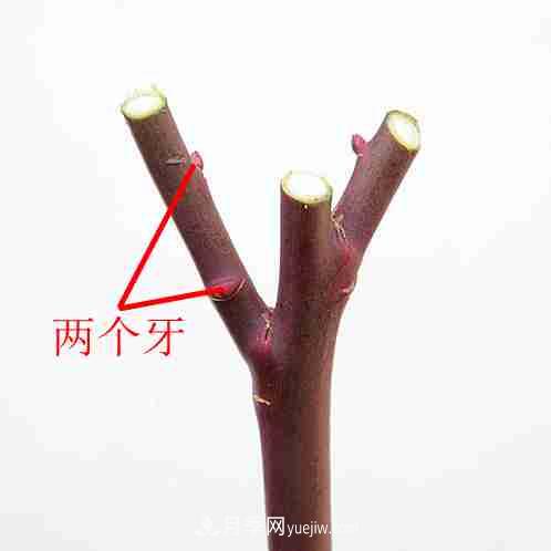 月季栽培養(yǎng)護(hù)指南，手把手教你冬季大花月季的修剪方法(圖8)