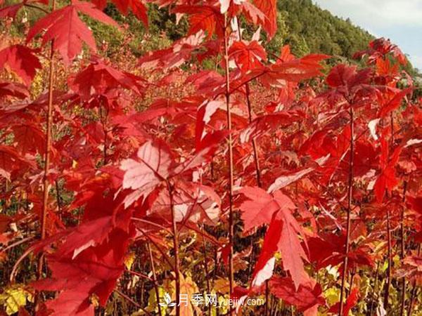 南陽苗木，美國紅楓管理知識介紹(圖3)