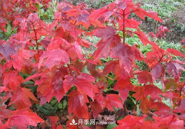 南陽苗木，美國紅楓管理知識介紹(圖1)