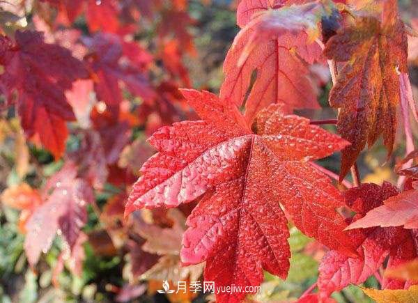 南陽苗木，美國紅楓管理知識介紹(圖2)