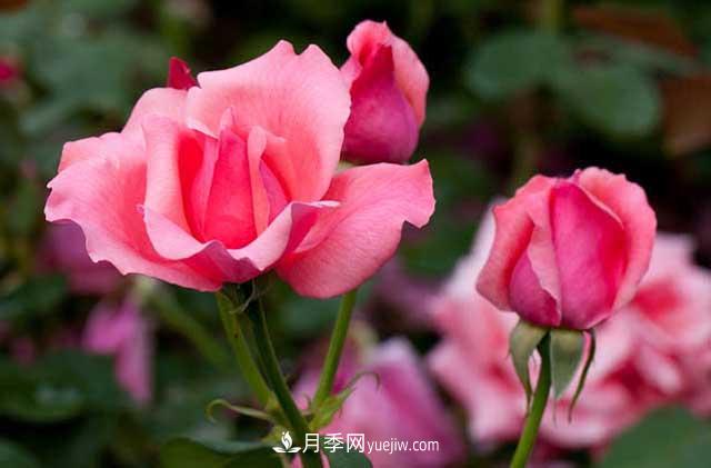 網(wǎng)購月季花木的巨坑，你們踩了幾回！(圖1)