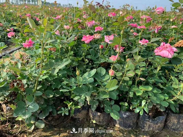 網(wǎng)購月季花木的巨坑，你們踩了幾回！(圖2)