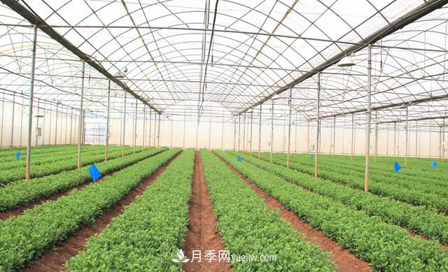2020年云南“10大名花”千萬元獎勵，多個月季種苗獲獎(圖2)
