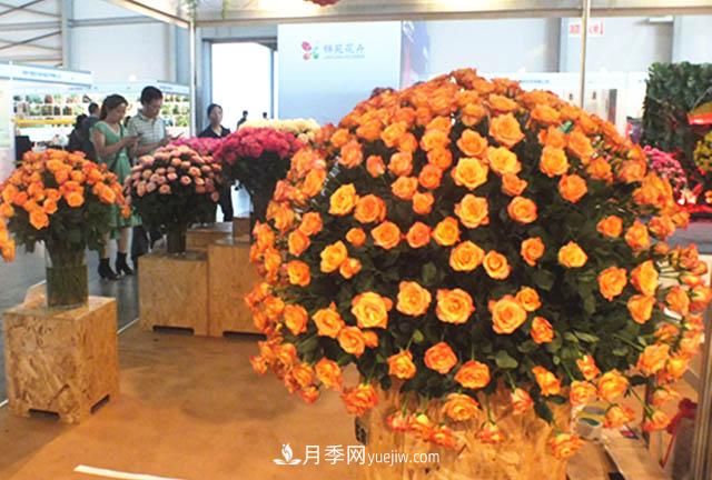 2020年云南“10大名花”千萬元獎勵，多個月季種苗獲獎(圖1)