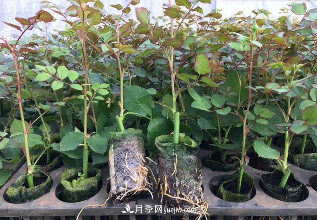 2020年云南“10大名花”千萬元獎勵，多個月季種苗獲獎(圖3)