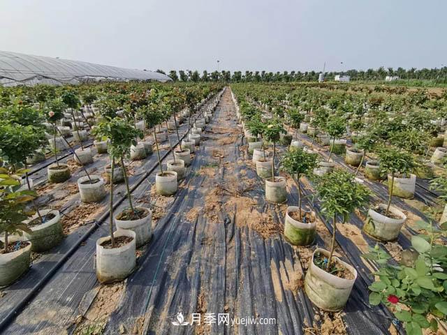 南陽苗木人，如何讓你的苗圃成為客戶眼中的“香餑餑”？(圖1)