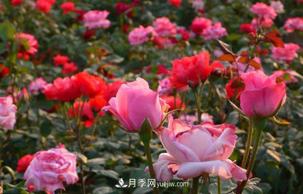 種植月季花必須使用營(yíng)養(yǎng)土嗎？(圖1)