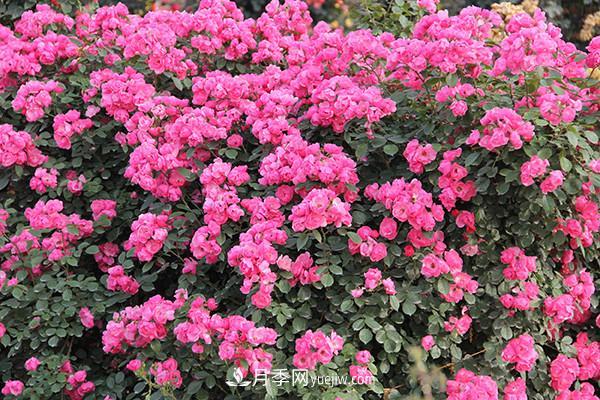 ***值得栽的10種藤本月季，每一種都很優(yōu)秀(圖2)