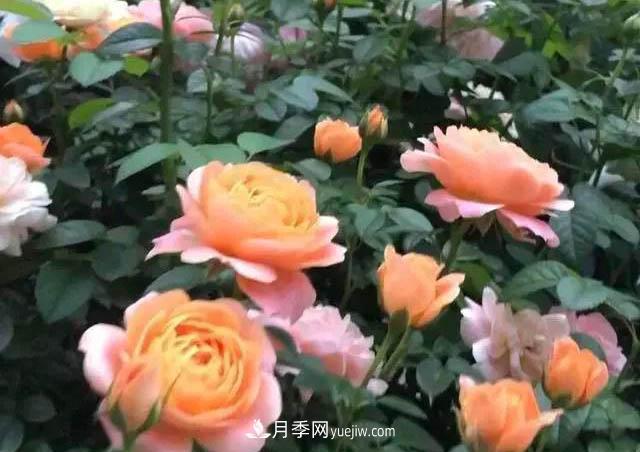 讓月季“秋花”多？學(xué)會正確“追肥”的方法，事半功倍(圖2)