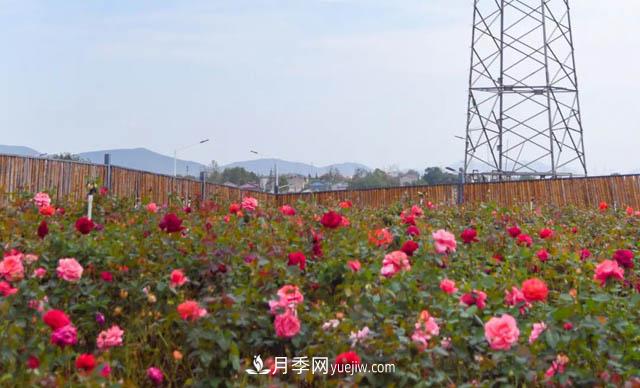初冬賞花何處去？南京江寧這個(gè)近400畝的月季花海，趕緊安排！(圖2)