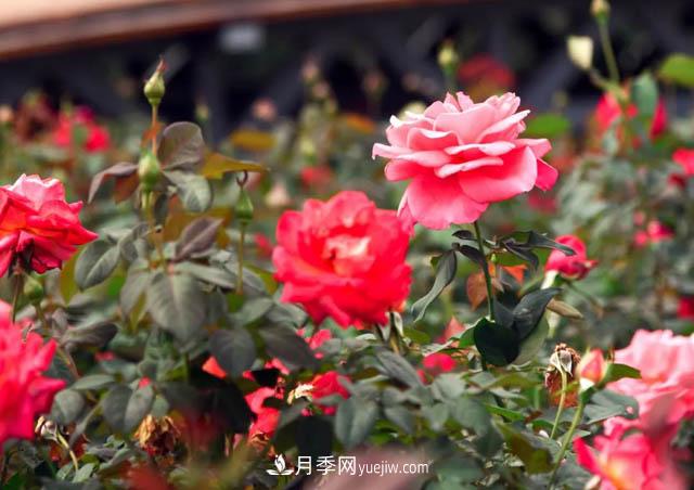 初冬賞花何處去？南京江寧這個(gè)近400畝的月季花海，趕緊安排！(圖1)