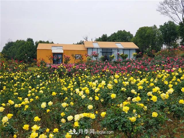 初冬賞花何處去？南京江寧這個(gè)近400畝的月季花海，趕緊安排！(圖3)